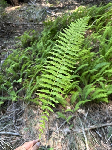Sierra marsh fern (Amauropelta nevadensis)