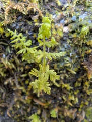 Sierra marsh fern (Amauropelta nevadensis)