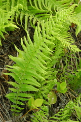 Sierra marsh fern (Amauropelta nevadensis)
