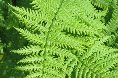 Sierra marsh fern (Amauropelta nevadensis)