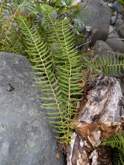 Sierra marsh fern (Amauropelta nevadensis)