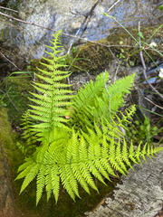 Sierra marsh fern (Amauropelta nevadensis)