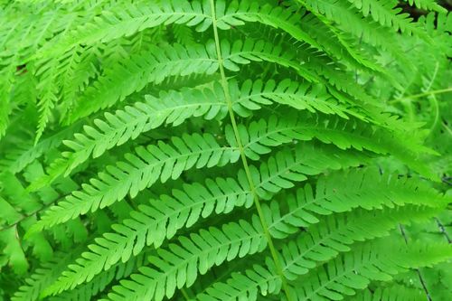 Sierra marsh fern (Amauropelta nevadensis)