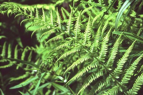 Sierra marsh fern (Amauropelta nevadensis)
