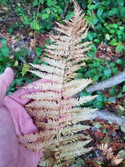 Sierra marsh fern (Amauropelta nevadensis)