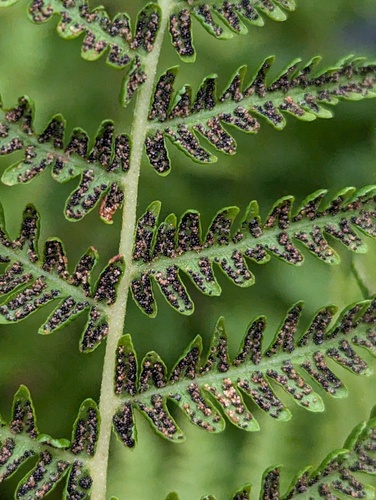 Sierra marsh fern (Amauropelta nevadensis)