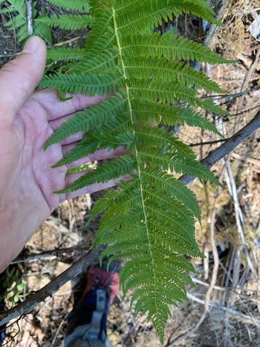 Sierra marsh fern (Amauropelta nevadensis)