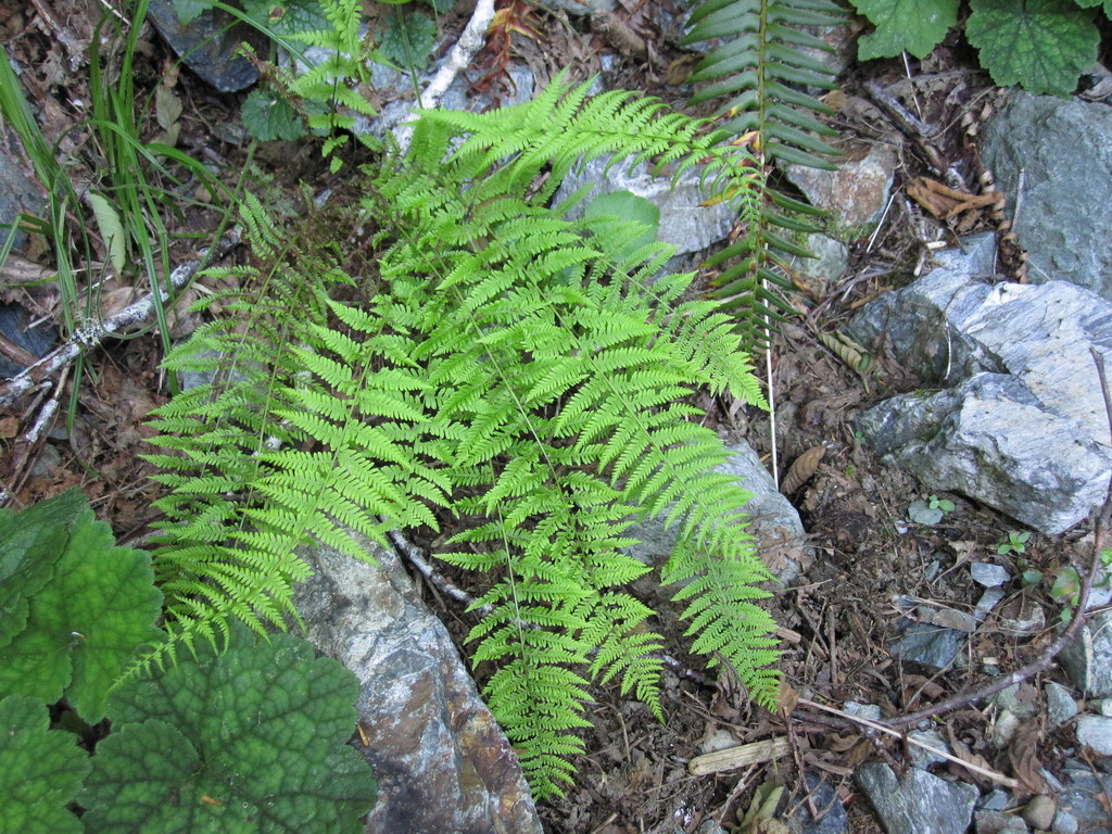 Sierra marsh fern (Amauropelta nevadensis)