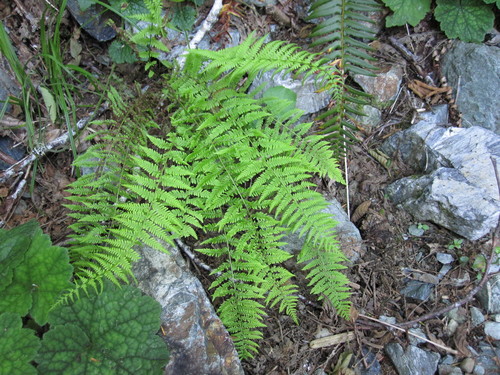Sierra marsh fern (Amauropelta nevadensis)