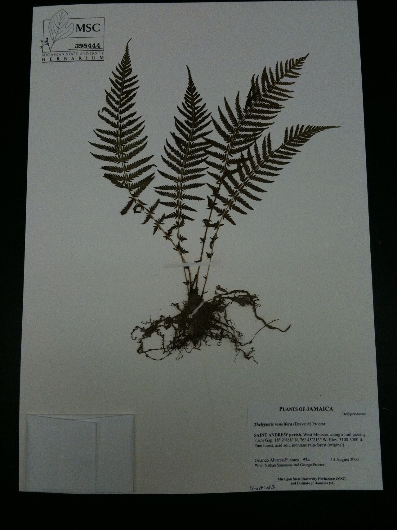 Resinous maiden fern: Thelypteris fern sample, East Lansing, Michigan, USA.