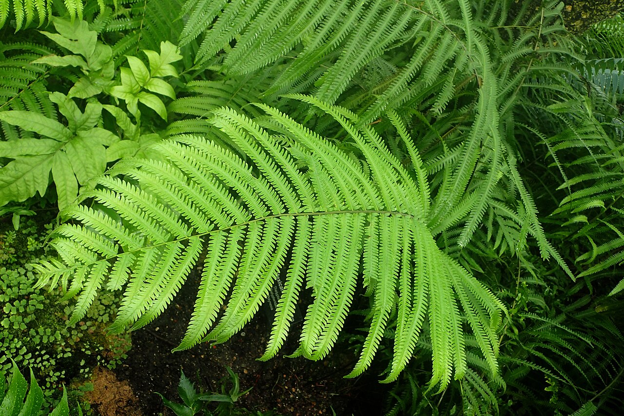 Red maiden fern: Thelypteris rudis at Garfield Park Conservatory, Illinois