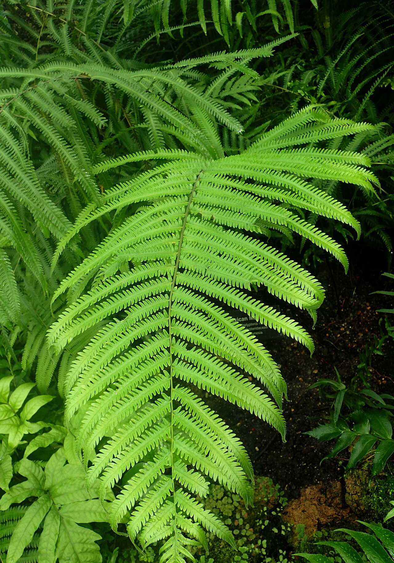 Red maiden fern: Thelypteris rudis at Garfield Park Conservatory, Illinois