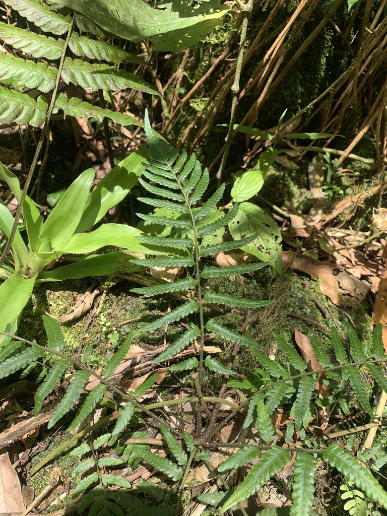 Amauropelta saxicola (Amauropelta saxicola)