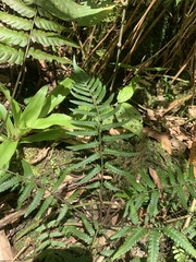 Amauropelta saxicola (Amauropelta saxicola)