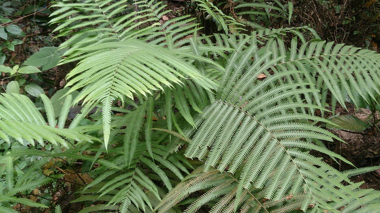 Jeweled maiden fern: Cyclosorus opulentus, also known as Amphineuron opulentum.