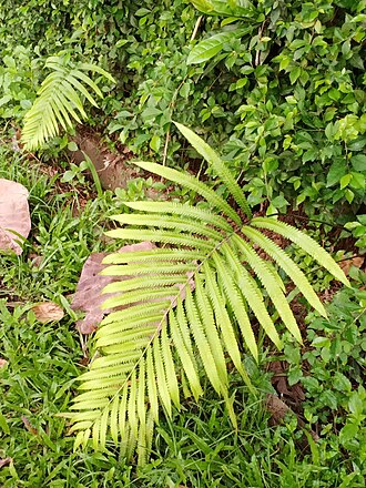 Amblovenatum terminans: Frond of Amblovenatum terminans; the plant grows by the small soil gutter. Borobudur, Magelang, Central Java.