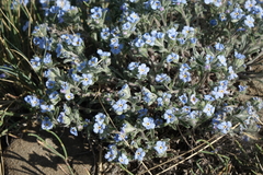 Amblynotus rupestris (Amblynotus rupestris)