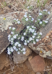 Amblynotus rupestris (Amblynotus rupestris)