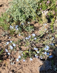 Amblynotus rupestris (Amblynotus rupestris)