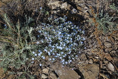 Amblynotus rupestris (Amblynotus rupestris)