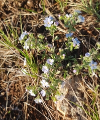 Amblynotus rupestris (Amblynotus rupestris)