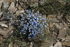 Amblynotus rupestris (Amblynotus rupestris)