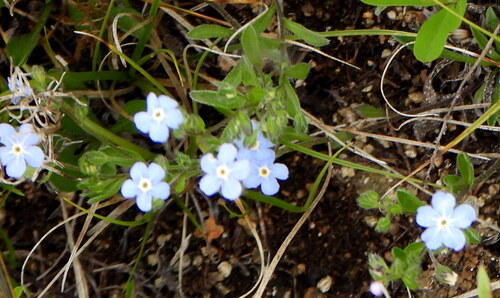 Amblynotus rupestris (Amblynotus rupestris)