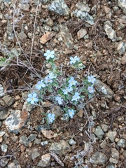 Amblynotus rupestris (Amblynotus rupestris)