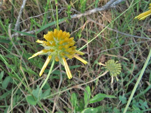 Huisache daisy (Amblyolepis setigera)