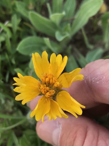 Huisache daisy (Amblyolepis setigera)