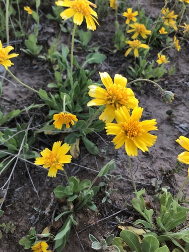 Huisache daisy (Amblyolepis setigera)