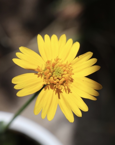 Huisache daisy (Amblyolepis setigera)