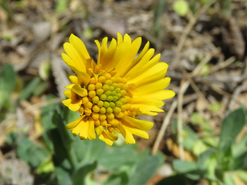 Huisache daisy (Amblyolepis setigera)