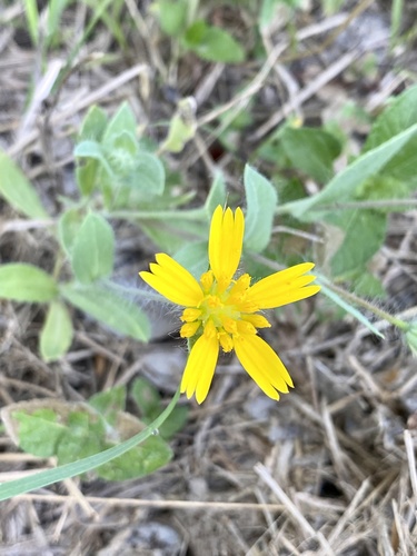 Huisache daisy (Amblyolepis setigera)