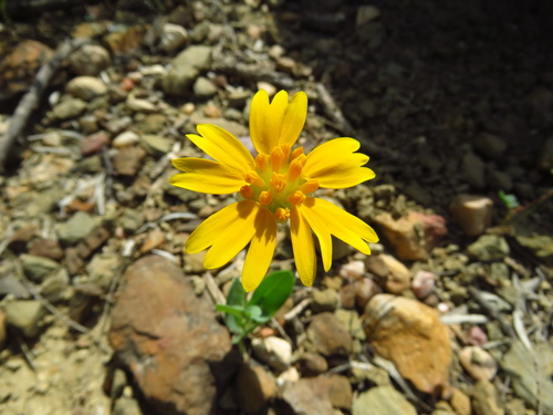 Huisache daisy (Amblyolepis setigera)