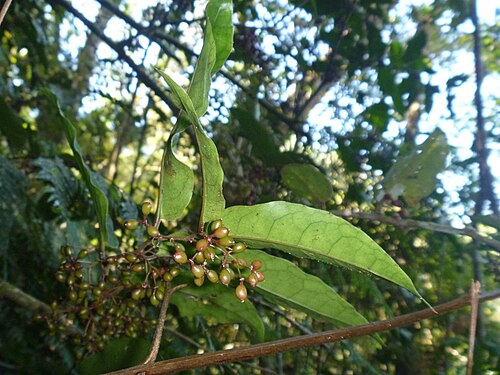 Amborella trichopoda: amborella