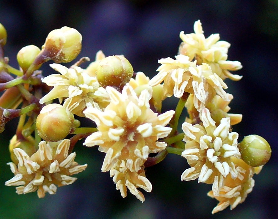 Amborella trichopoda: Male flowers of Amborella trichopoda . Wertheim Conservatory, Florida International University, Miami, Florida, USA.