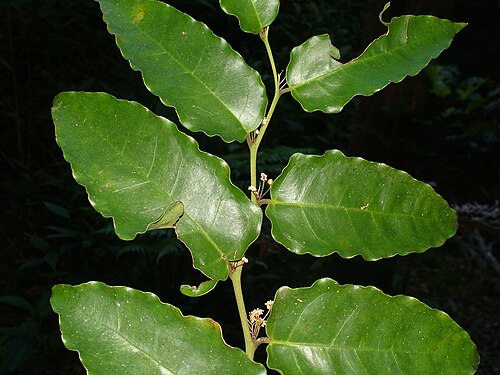 Amborella trichopoda: Amborella trichopoda , track to Plateau de Dogny, New Caledonia