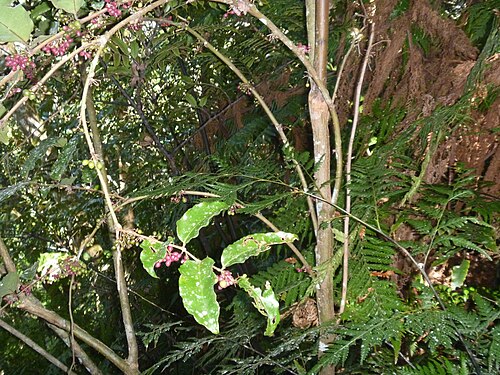 Amborella trichopoda: amborella