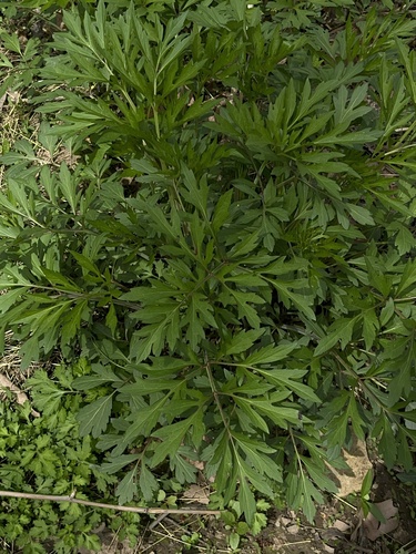 Annual ragweed (Ambrosia artemisiifolia)