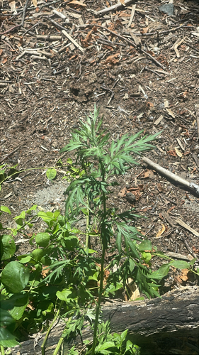 Annual ragweed (Ambrosia artemisiifolia)