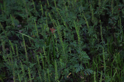 Annual ragweed (Ambrosia artemisiifolia)