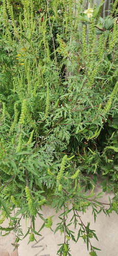 Annual ragweed (Ambrosia artemisiifolia)