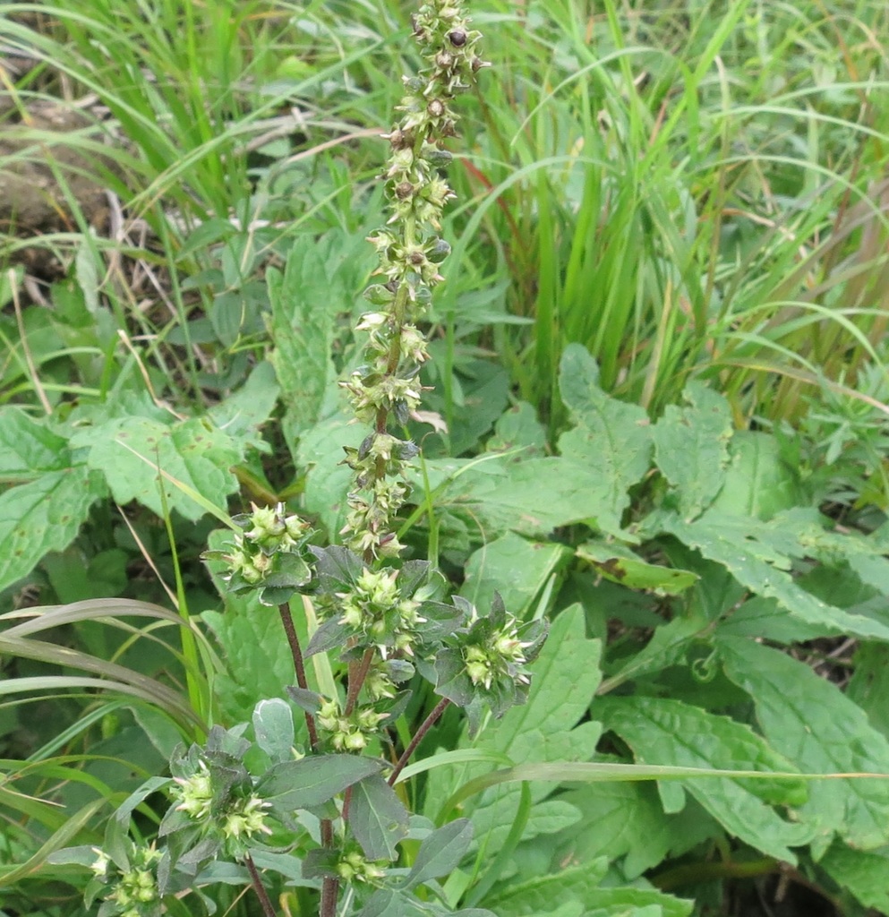 Annual ragweed (Ambrosia artemisiifolia)