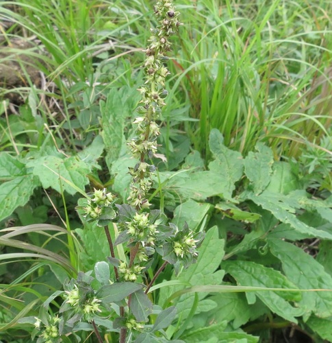 Annual ragweed