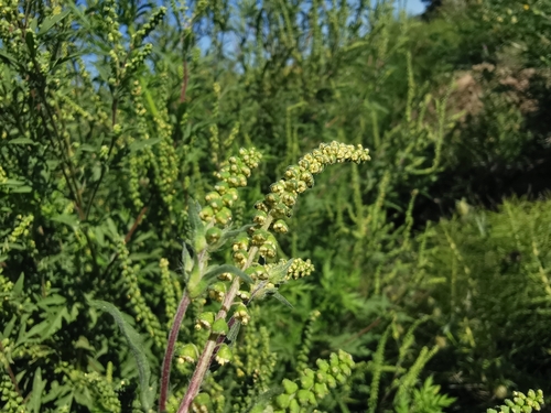 Annual ragweed (Ambrosia artemisiifolia)