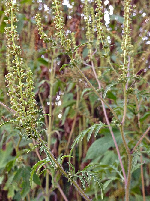 Annual ragweed: Photo of Ambrosia artemisiifolia in flower in Arlington county Virginia, USA. This species is a member of the Asteraceae family.