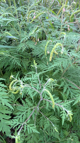 Annual ragweed (Ambrosia artemisiifolia)