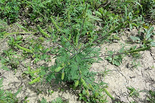 Annual ragweed: Ambrosia artemisiifolia L. - common ragweed - at the Skaneateles Conservation Area, Town of Skaneateles, Onondaga County, New York