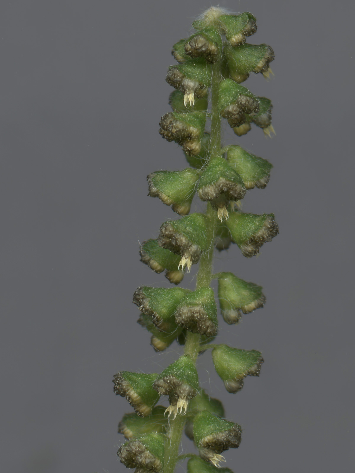 Annual ragweed: Annual Ragweed (Ambrosia artemisiifolia), male Blossoms
